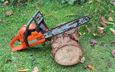 Abattage d’arbre à Esch-sur-Alzette : une opération maîtrisée et sécurisée