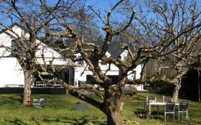 Élagage à Ennery : préservez la beauté et la santé de vos arbres